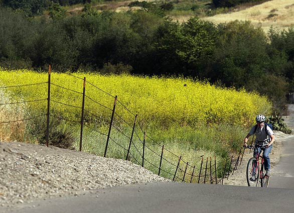 A cyclist pedals up Bommer Canyon Road. The designation of the Orange County acreage as a California Natural Landmark does not require that it be permanently protected or open to the public, but officials hope the attention it brings will encourage long-term preservation. "It’s an incremental step that hopefully softens up landowners and moves them toward permanent protection," says Glenn Olson, executive director of Audubon California, which co-sponsored the bill to create the program.