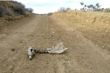 The remains of a deer lie on a road in the hills above Black Star Canyon on Thursday. The area was part of a 2010 land gift from the Irvine Company. OC Parks improved the area with trails and amenities at the staging areas.